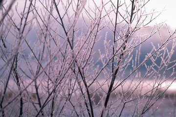 Frosty morning in the winter forest. Snow-covered bare branches against the background of frosty dawn. Branches covered with hoarfrost.