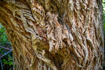 Olivenbaum Baumrinde