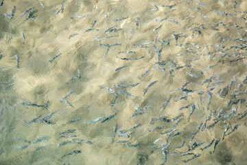 Shoal of fish in seawater, many sea fishes top view, fry in the sea, sea  water surface, small fish on the surface of the sea water aquamarine azure reflection turquoise blue abstract