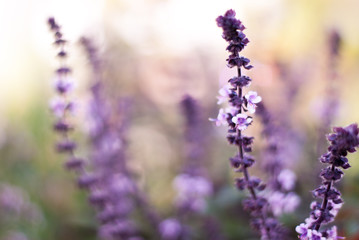Lavendel