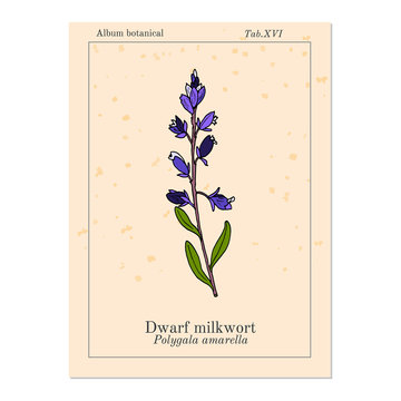 Dwarf or Kentish milkwort polygala amarella medicinal plant