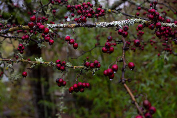 red berries in a bush