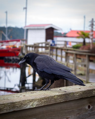 Crow in a marina