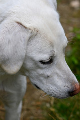 Hirtenhund weiß