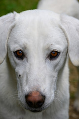 Fototapeta premium Hirtenhund weiß