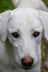 Fototapeta premium Weißer Hund