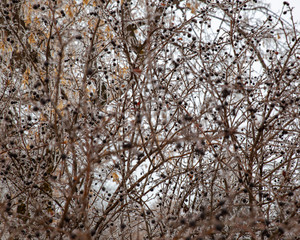 Hoar frost on a winter day