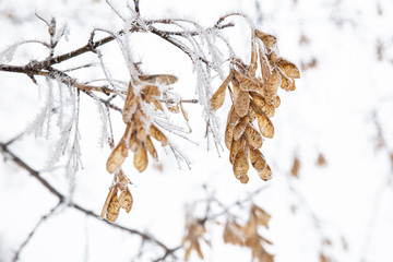 Hoar frost on a winter day