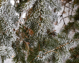 Hoar frost on a winter day