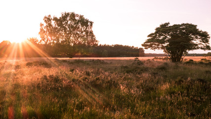 Open heathland at sunset in Hilversum