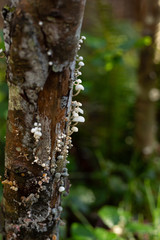 fungus on tree
