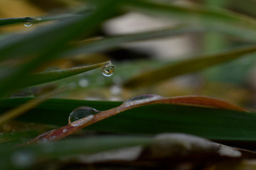 Regentropfen im Gras