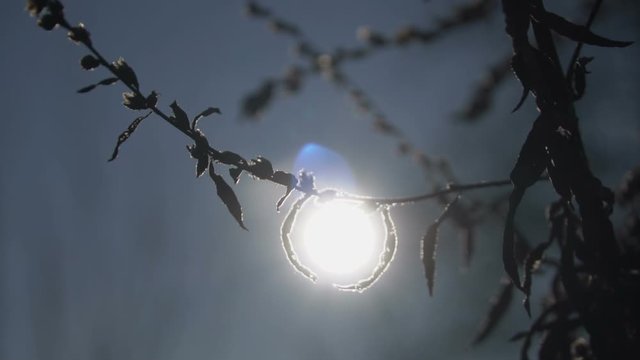 Sun light through the dry plant