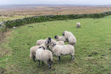 Fototapeta premium Frisky sheep grazing on rural farmland in North Yorkshire, England