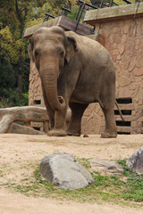 Naklejka premium elephant in a zoo in osaka (japan) 