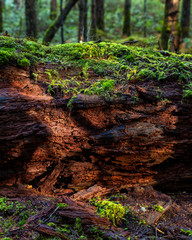 Moss log in a forest