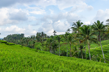 Rice Terraces, coconut palms and banana trees on a rainy day in Jatiluwih, in Central Bali, Indonesia.