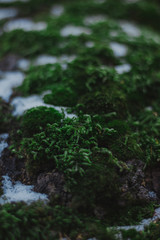 tree in forest