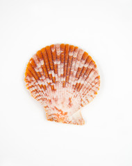 Obraz premium One half shell with ridges isolated