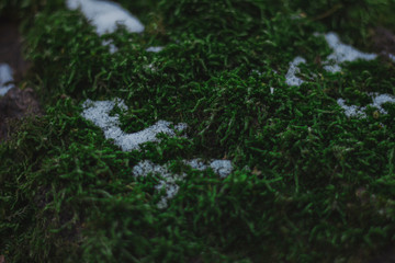 grass and background