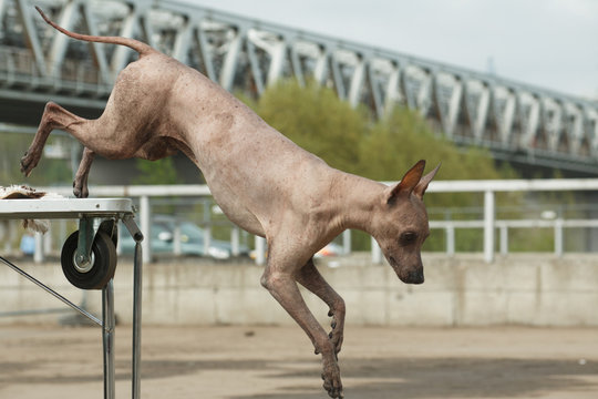 Jumping dog breed Peruvian Hairless Dog (Peruvian Inca Orchid, Hairless Inca Dog, Viringo, Calato, Mexican Hairless Dog)