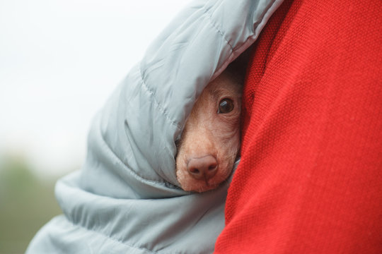 Puppy of the breed Peruvian Hairless Dog (Peruvian Inca Orchid, Hairless Inca Dog, Virigo, Calato, Mexican Hairless Dog) peeks out from the armpit