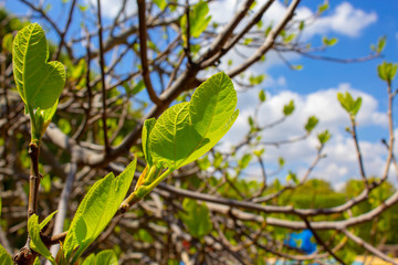 Hojas despues del invierno