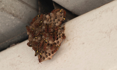 Many wasps hang on the nest on the roof.