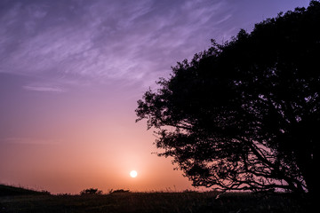 Silhouette of a large tree with sun setting in the background