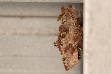 Many wasps hang on the nest on the roof.