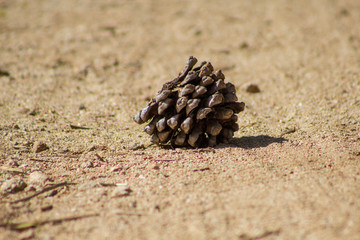 Piña en medio del camino 