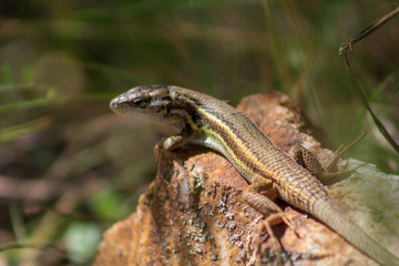 Lagartija en el sol 