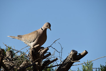 Pigeon