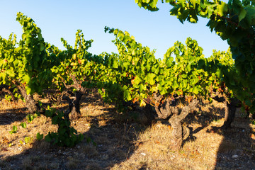 Fototapeta na wymiar vineyards near Chateauneuf-du-Pape, Provence, France