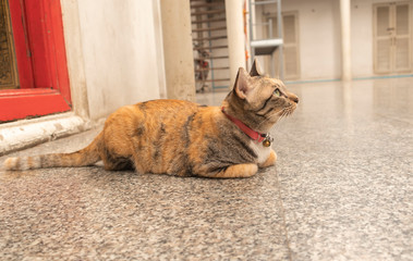 The brown cat has a pattern lying down on the temple grounds.