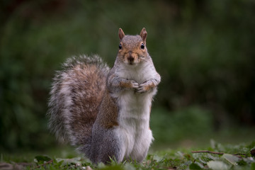 Front view of a grey squirrel standing upright  © Nigel Wiggins