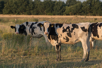 cow
