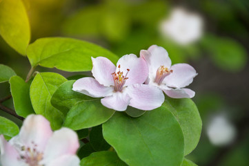 Fototapeta premium Quince flower close-up on a branch with leaves. Blooming quince fruit tree in the garden.
