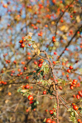 Rose hips with red berries.