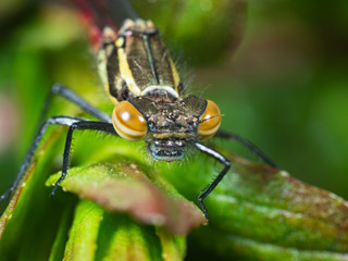 Large Red Damselfly newly emerged in a pond