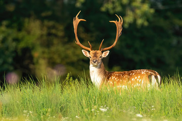 Naklejka na ściany i meble Massive fallow deer, dama dama, stag with antlers and spots on a green meadow in summer. Wild animal standing on tall grass watching in nature with copy space.