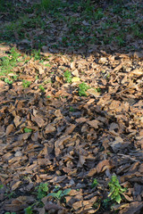 autumn leaves on the ground