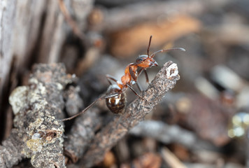 big forest ants in a native habitat