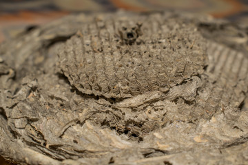 beehive wasp bees insect house structure for design