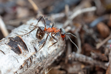 big forest ants in a native habitat