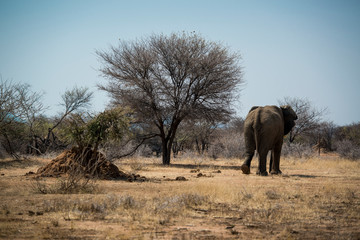Fototapeta premium Elephant in Africa