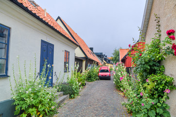 street Flowers of Visby. Gotland. Sweden