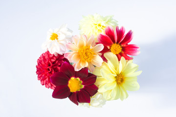 Bouquet of multi-colored dahlia flowers. Blooming summer season