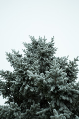 Obraz na płótnie Canvas Hoar frost on a winter day