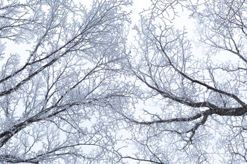 Fototapeta na wymiar Hoar frost on a winter day